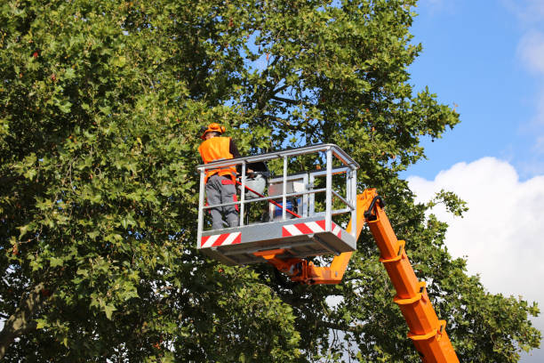 Best Emergency Tree Removal  in Kaibab Estates West, AZ